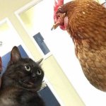 Cat and chicken meme