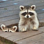 2 racoons