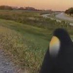 Penguin looking at sunset