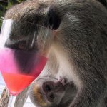 Alcoholic Monkey Mom