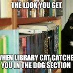 Library Cat | THE LOOK YOU GET; WHEN LIBRARY CAT CATCHES YOU IN THE DOG SECTION | image tagged in library cat | made w/ Imgflip meme maker