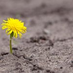 Dandelion