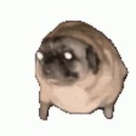 dancin pug GIF Template