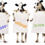 Chick-fil-A 3-cow billboard | velous; work! Moooo- | image tagged in chick-fil-a 3-cow billboard | made w/ Imgflip meme maker