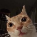 Orange Cat Staring at Camera GIF Template