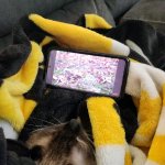 Chill Cat Watching TV