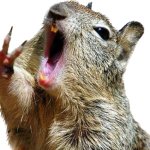 Singing Guinea pig