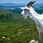 Ram Goat overlooking a vaste valley from a lush hillside