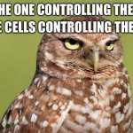 A deep thought for now | OR THE CELLS CONTROLLING THE BODY? AM I THE ONE CONTROLLING THE BODY, | image tagged in death stare owl,deep thoughts,shower thoughts,thinking | made w/ Imgflip meme maker
