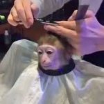 Monkey haircut