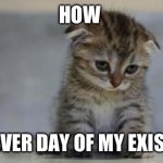 I am not happy | HOW; I FEEL EVER DAY OF MY EXISTENCE | image tagged in sad kitten | made w/ Imgflip meme maker