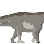 Brontosaurus (Male)