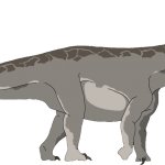 Brontosaurus (Female)