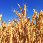 Wheat Plant Picture