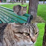 A Kotsiubiiv cat sits on the back of a bench