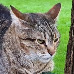 A Kotsiubiiv cat sits on the back of a bench