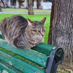 A Kotsiubiiv cat sits on the back of a bench