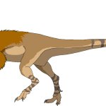 Coelurus (Female)