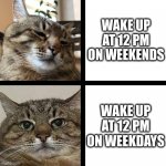 Wake up at 12 PM | WAKE UP AT 12 PM ON WEEKENDS; WAKE UP AT 12 PM ON WEEKDAYS | image tagged in stepan cat,wake up,weekend,weekdays,work,cat | made w/ Imgflip meme maker