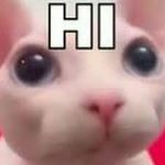 cat hi