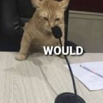 cat would