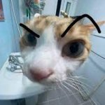 cat eyebrow raise