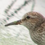 white-rumped sandpiper