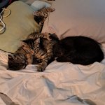 Kittens