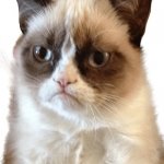 Grumpy Cat template