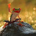 Frog raising hand