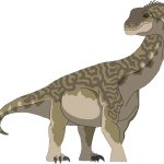 Camarasaurus (Female)