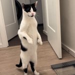 Cat standing