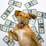 Dog rolling in cash