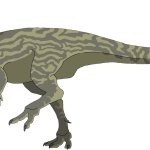 Zephyrosaurus (Male)