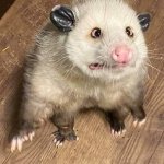 Dumb possum