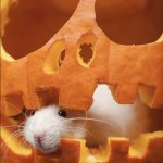 Pumpkin Rat