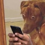 Dog looking at phone disturbed meme