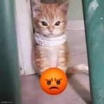 angry cat