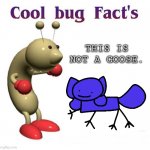 Cool Bug Facts Api | THIS IS NOT A GOOSE. | image tagged in cool bug facts api,goose,facts | made w/ Imgflip meme maker
