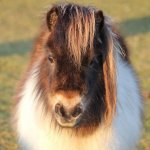 Shetland pony template