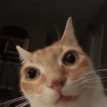 Orange Cat Stare GIF Template