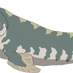 Tiktaalik (Male)