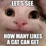 Beluga | LET'S SEE; HOW MANY LIKES A CAT CAN GET | image tagged in beluga | made w/ Imgflip meme maker