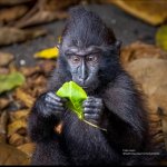 Monkey reading leaf