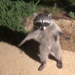 T-posing Raccoon