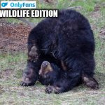 Upside down bear | WILDLIFE EDITION | image tagged in upside down bear | made w/ Imgflip meme maker