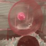 Hamster Wheel GIF Template