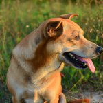 Happy dog