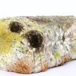 Moldy Bread template