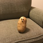 Couch Potato meme